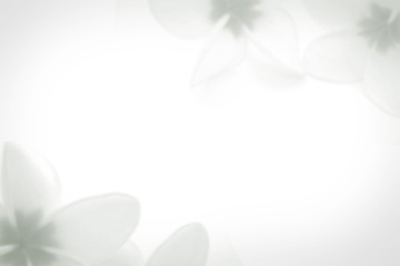 frangipani (plumeria) in soft color and blur style for background (monotone)