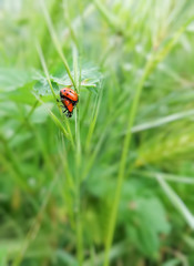 Obraz premium Ladybugs Mating