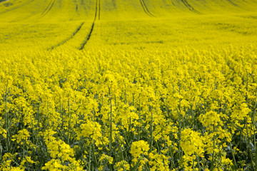 Canola Crop. Late spring, early summer is the time the canola crop comes into its spectacular showing. The yellow of the flower burst onto the countryside in swathes of colour