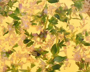 Tea Thyme close-up, presented as background