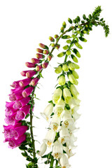 Flowers of digitalis