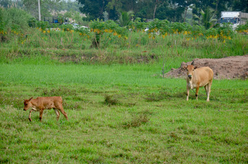 Fototapeta na wymiar Agriculture Cow Farm