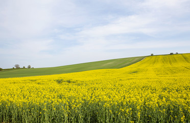 Fototapeta premium Canola Crop. Late spring, early summer is the time the canola crop comes into its spectacular showing. The yellow of the flower burst onto the countryside in swathes of colour.