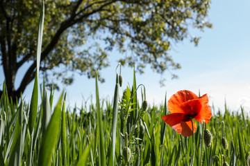 Single red poppy flower in natural field, close up, tree in the background