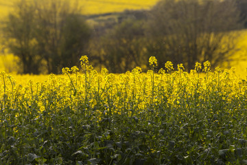 Obraz premium Canola Crop. Late spring, early summer is the time the canola crop comes into its spectacular showing. The yellow of the flower burst onto the countryside is swathes of colour.