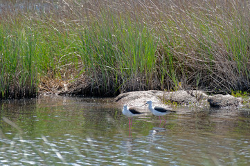 Black-winged Stilt, Common Stilt, or Pied Stilt (Himantopus hima