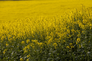 Canola Crop. Late spring, early summer is the time the canola crop comes into its spectacular showing. The yellow of the flower burst onto the countryside is swathes of colour.