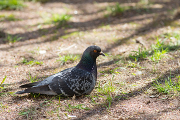 gray pigeon in spring