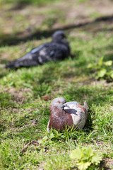 doves in a sunny day