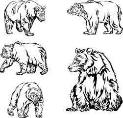 bear, image, various poses, drawing 