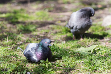 doves resting on the spring grass