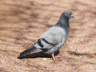 gray pigeon on the ground