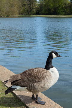 A goose in Verulanium Park, St Albans