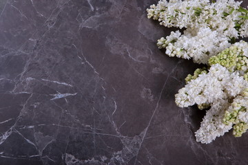 Kwiat bzu © fotodrobik