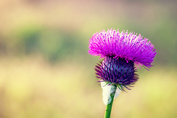 Beautiful purple flower of thistles