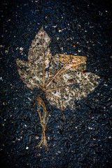 single decay leave on dark asphalt