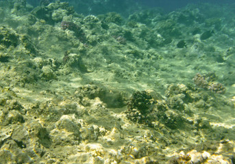 Fototapeta na wymiar coral reef under water