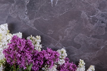 Kwiat bzu © fotodrobik