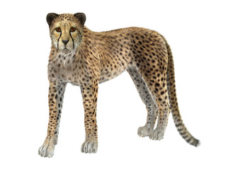 3D Rendering Big Cat Cheetah on White