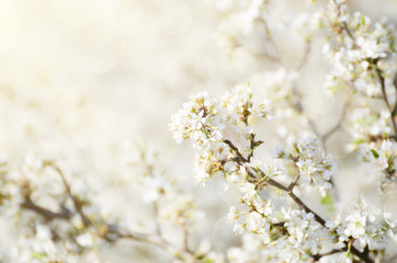 Spring seasonal background with blooming plum tree branches and sun rays, natural seasonal floral background