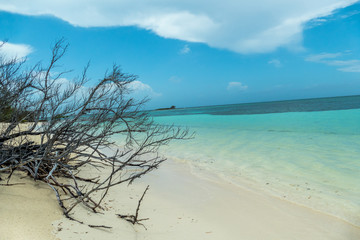 Strand mit Ast auf Cayo Santa Maria Kuba