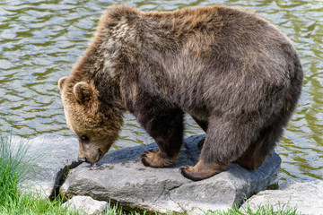 Fototapeta premium Brown Bear (Ursus arctos) licking feed