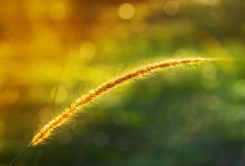 Blur nature background