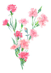 Obraz na płótnie Canvas watercolor illustration with carnation isolated