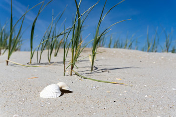 Eine Muschel im Sand vor Dünengras und strahlend blauem Himmel © Angela Rohde
