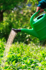 Fototapeta premium Watering plants, strawberries in the garden. spring outdoors