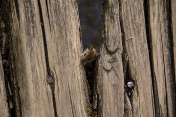 Rat on the wood
