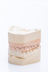 Teeth molds on a bright white table