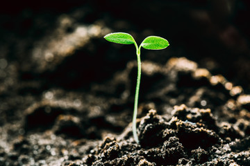 Growing Green Sprout From Soil. Spring Agricultural Season