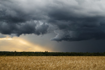 Wheat field and storm