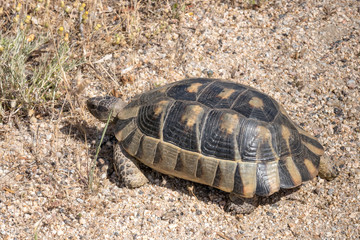 Obraz premium Sardinian Marginated Tortoise (Testudo marginata)
