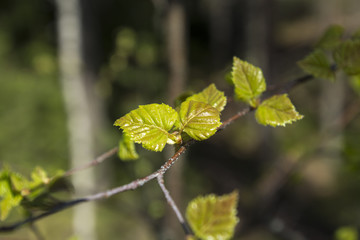 Молодые листья
