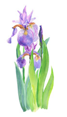 watercolor illustration with iris isolated