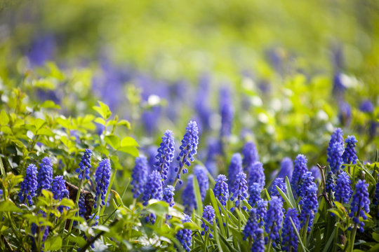 Fototapeta muscari flowers (murine hyacinth)