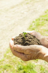 Hands with soil and plant