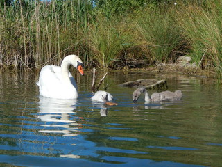 Familie Schwan