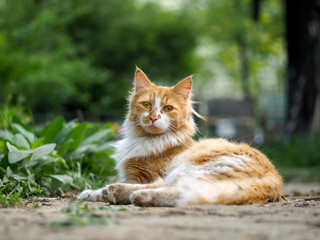 Naklejka na ściany i meble Cat on a footpath. Cat red, street, homeless. Green grass. Fuzzy cat, dirty fur. Strange yellow eyes