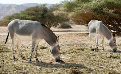 Somali wild donkey (Equus africanus) is the forefather of all domestic asses. This species is extremely rare both in nature and in captivity 
 
