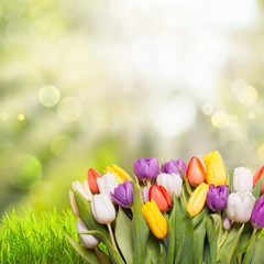 Spring background tulips