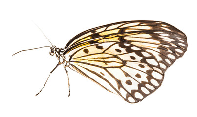 Fototapeta na wymiar Idea leuconoe butterfly 