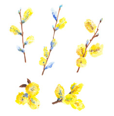 set with willow catkins isolated, watercolor painting