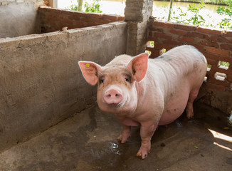 piglets at farm © xiaoliangge