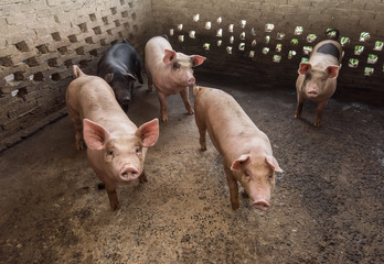 piglets at farm