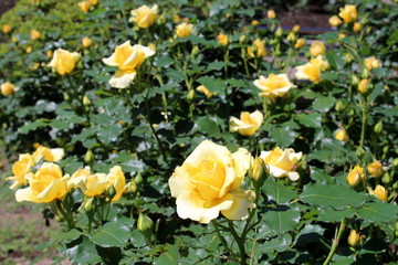 バラ　ゴールドバニー