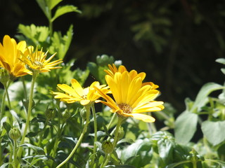 wiosenne kwiaty © kate8531