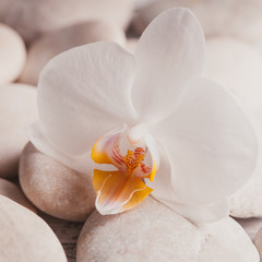 Fototapeta na wymiar Orchid spa concept